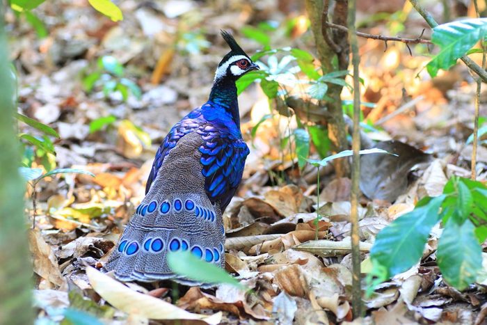 Palawan Peacock-Pheasant (Polyplectron napoleonis) in Palawan Island, Philippines