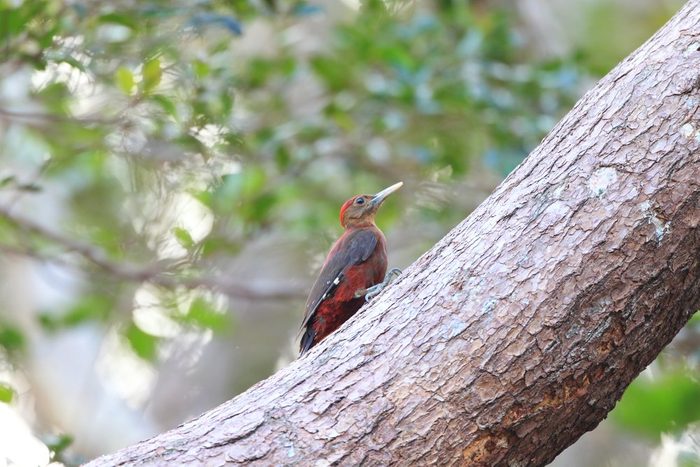 Okinawa Woodpecker (Sapheopipo noguchii) in North Okinawa, Japan