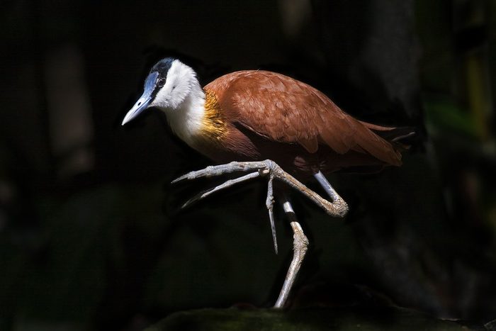 An African Jacana, Actophilornis africanus with large webbed foot