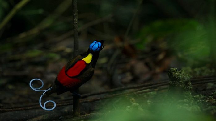 wilson's bird of paradise competing to attract a female by dancing in the gloom of the forest floor