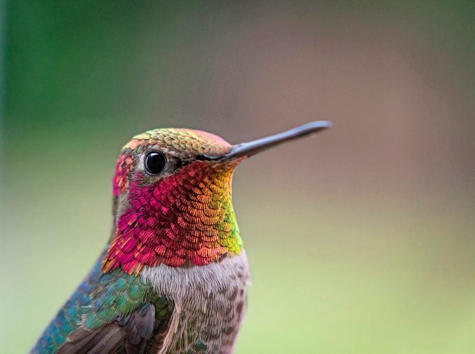 Close-up photo of Anna's hummingbird