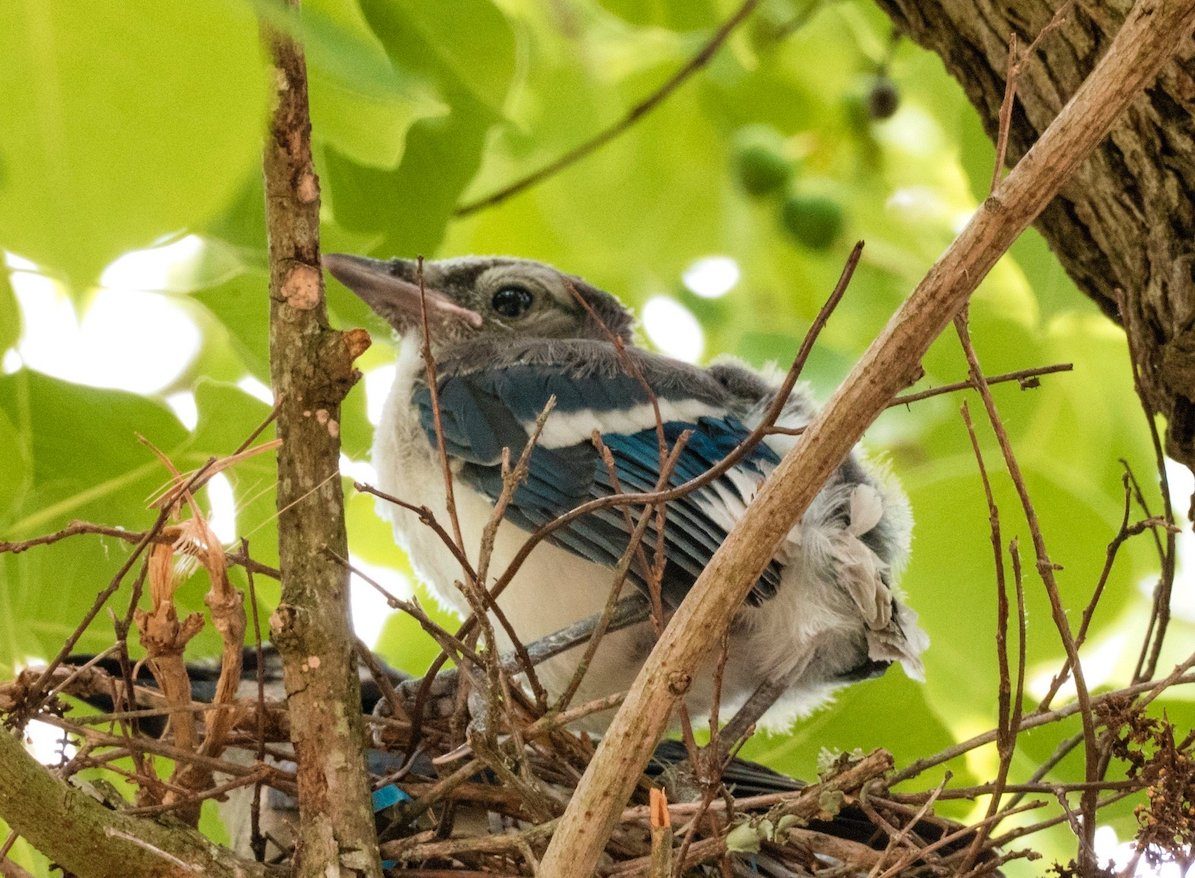 How To Identify And Attract Blue Jays Birds And Blooms