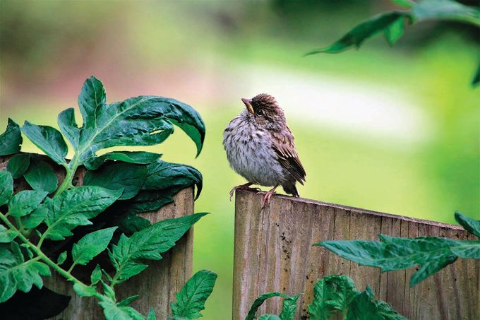 Juvenile chipping sparrow