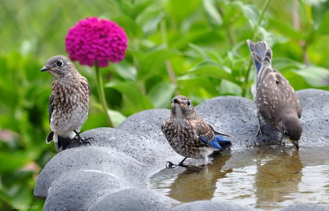 Bluebirds drink from a birdbath