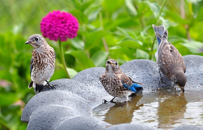 Young bluebirds at birdbath