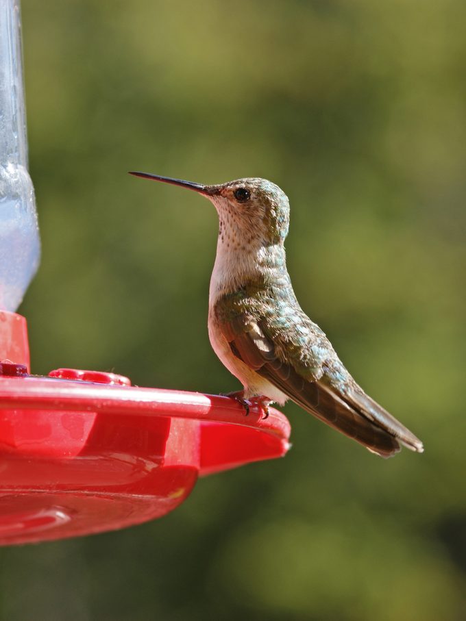 A broad-tailed hummingbird visits a feeder.