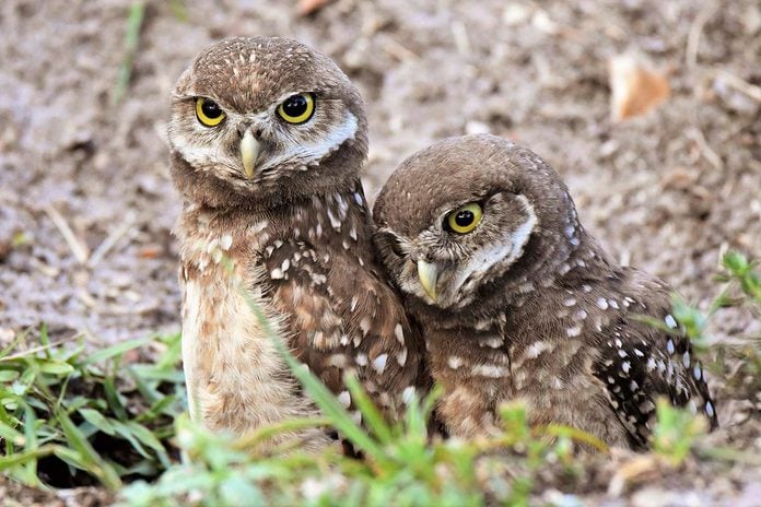 Burrowing owl pair