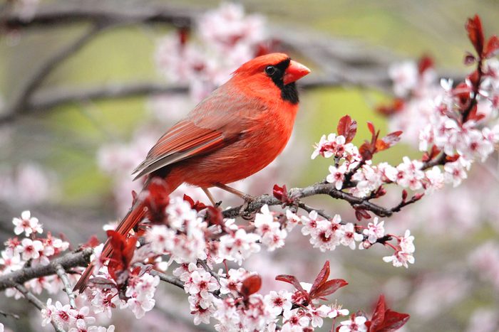 A male cardinal sits on the branch of a plum tree covered in pink blooms.