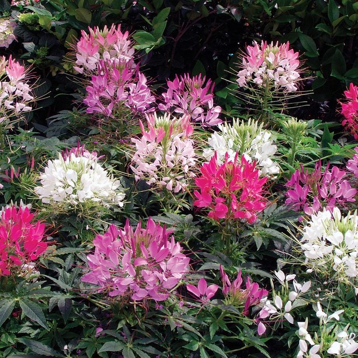 Cleome Sparkler Mix, annuals that attract hummingbirds