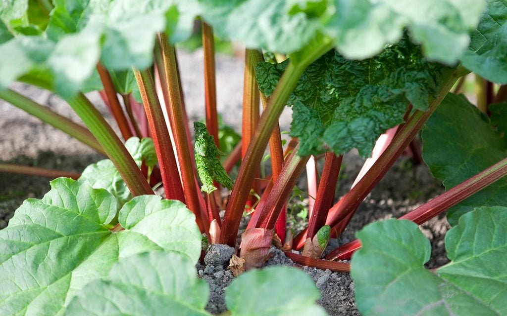 Bright red organic rhubarb stalks shooting from the vegetable garden.