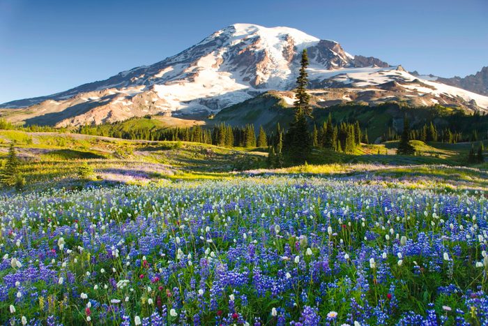 USA, Washington, Mt. Rainier National Park, field with wildflowers