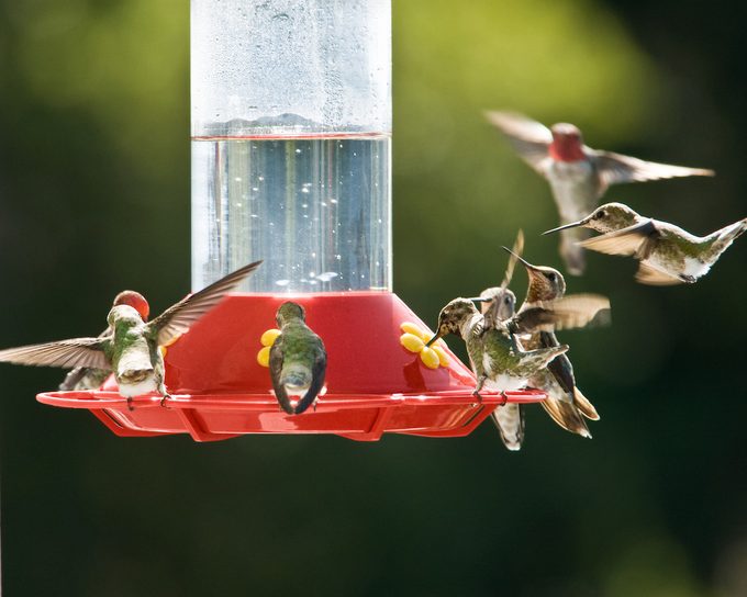 Hummingbirds hover around a feeder