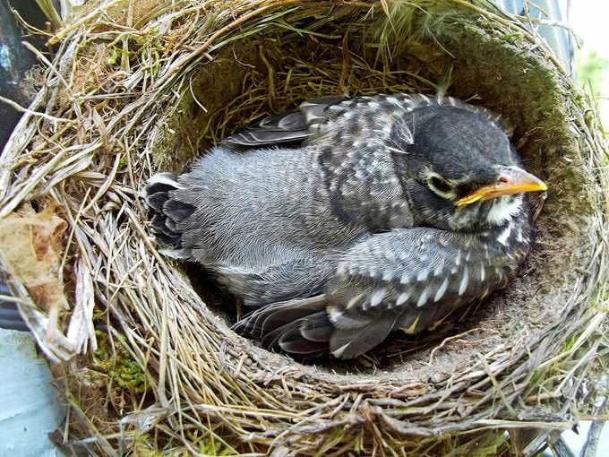 Nestling robin in a nest