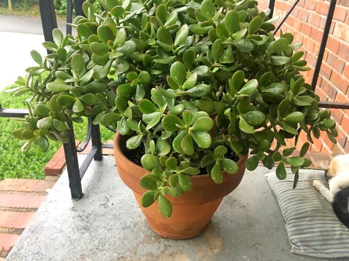 A potted jade plant sitting on a porch.