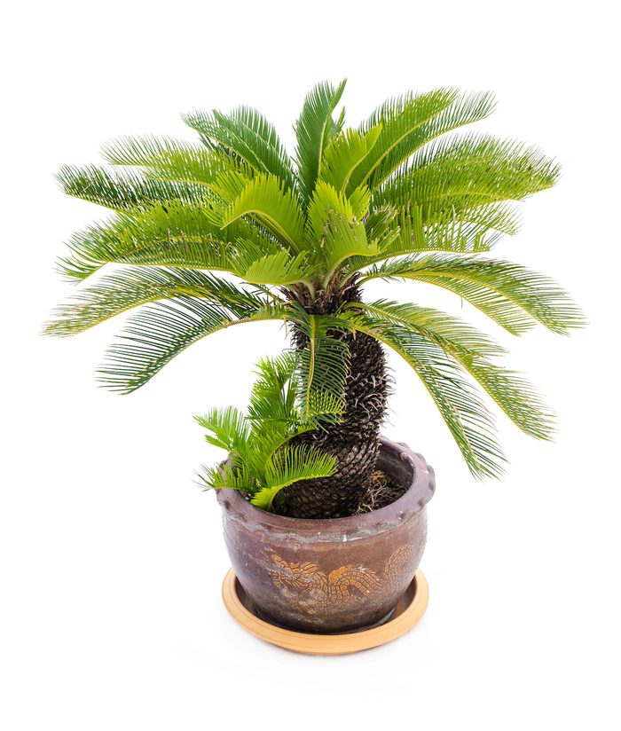 A potted sago palm in a container with a dragon design.