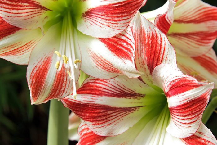 Close-up of a red and white amaryllis.