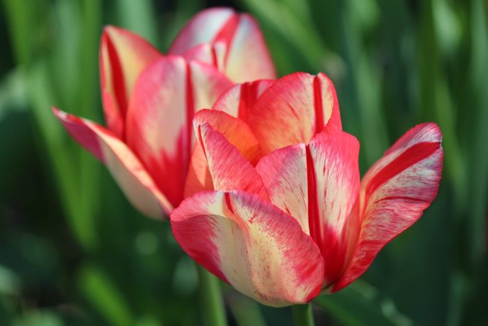 Red and white streaked tulips.