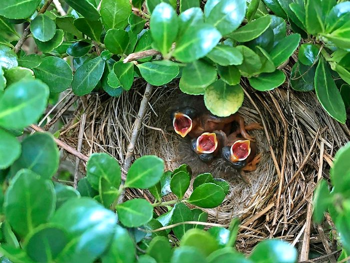Hatchling robins in a nest