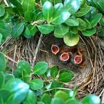 What is a Fledgling? See How a Baby Bird Grows Up