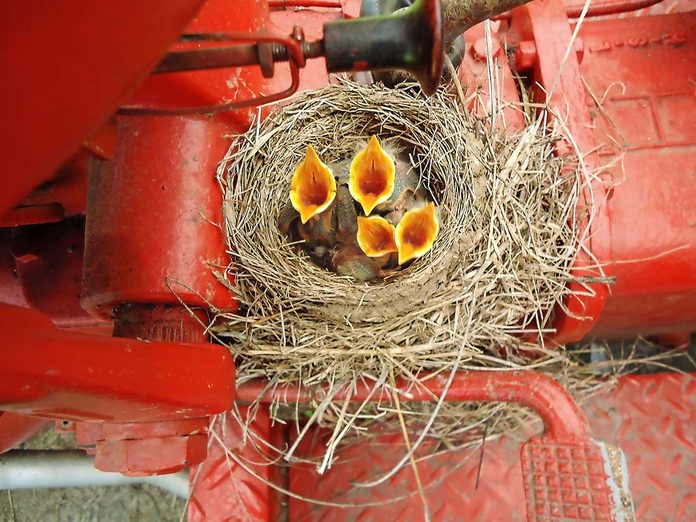 American robin nest with baby birds