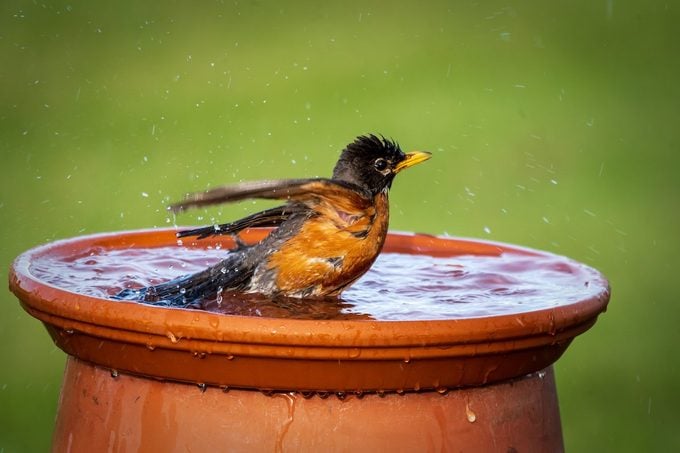 Robin splashes in a birdbath