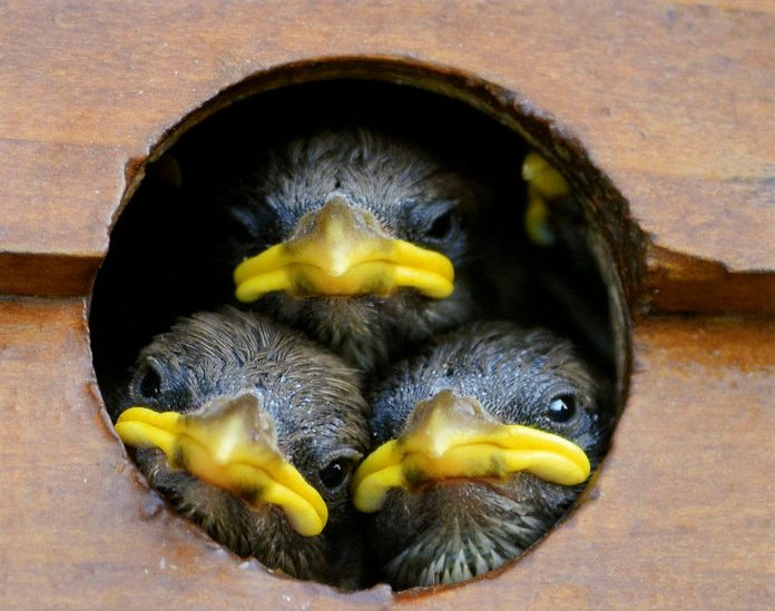 Three baby birds in birdhouse