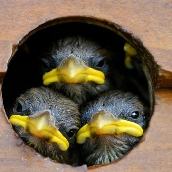 cute baby birds in birdhouse