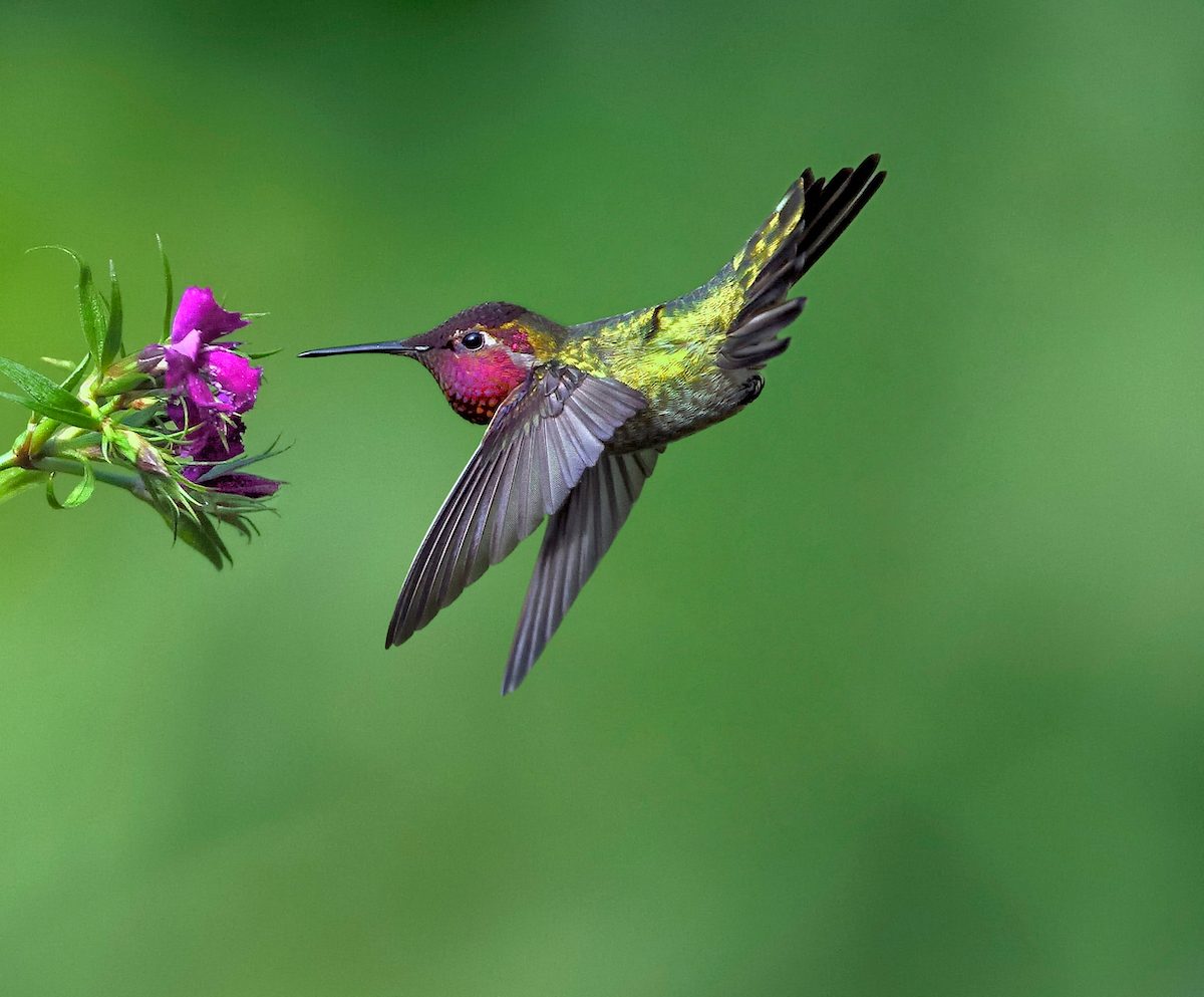 hummingbird photography tours