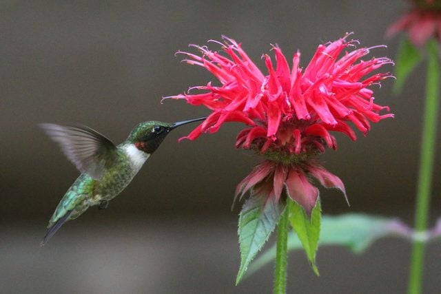 Bee balm and hummingbird