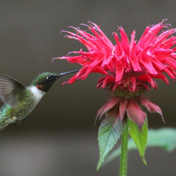 what flowers do hummingbirds like, Bee balm and hummingbird