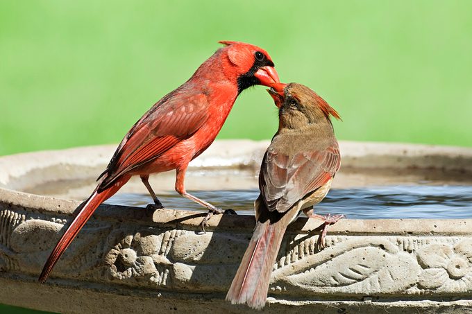 Cardinals on a birdbath, how to clean a bird bath