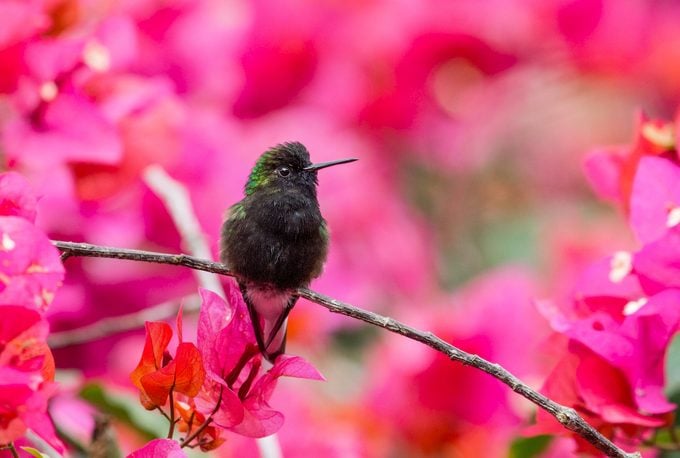 Black-bellied hummingbird in Costa Rica