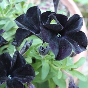 Top 10 Black Annual and Perennial Plants - Birds and Blooms