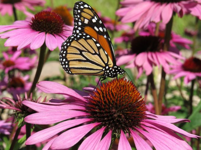 Coneflowers and butterfly