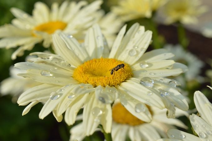 Daisy flowers with raindrops