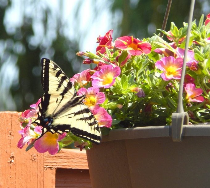 Hanging basket and butterfly