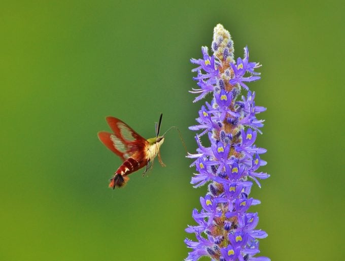 Hummingbird moth sips nectar from a purple flower.