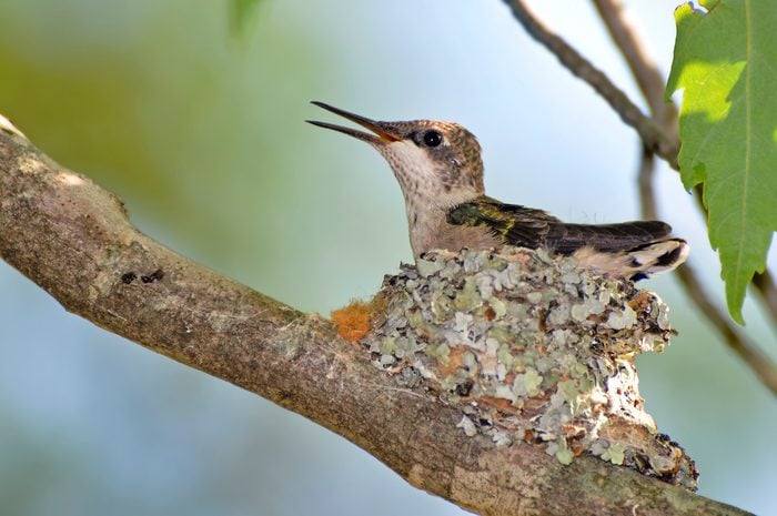 Baby hummingbird in nest