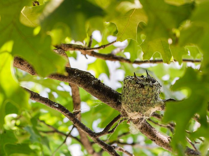 Baby hummingbirds in nest
