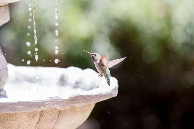 Hummingbird flies near a birdbath