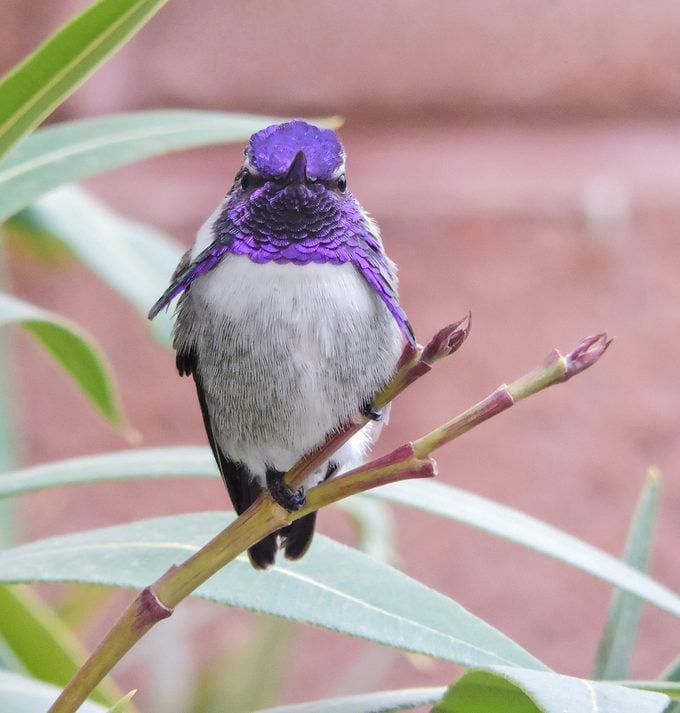 Costa's hummingbird
