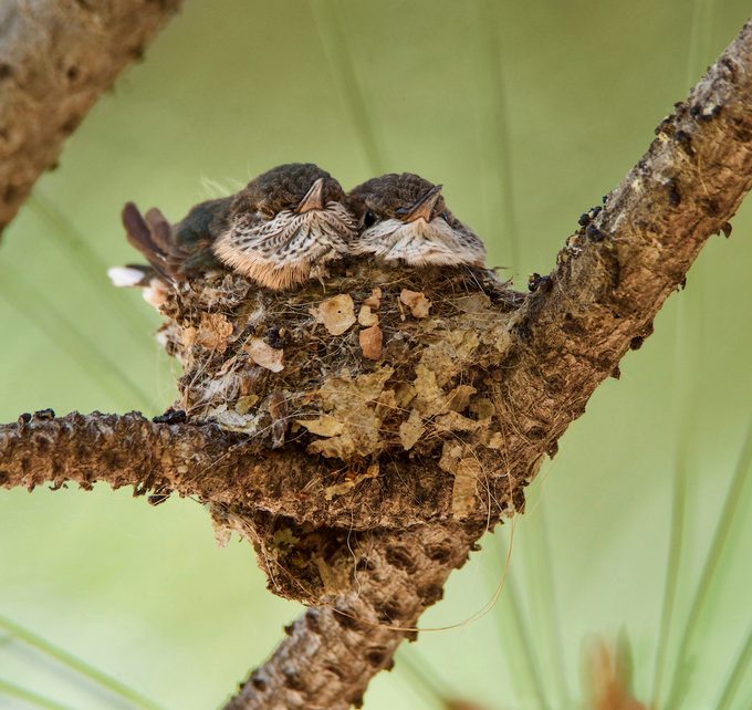 Hummingbird nest with chicks