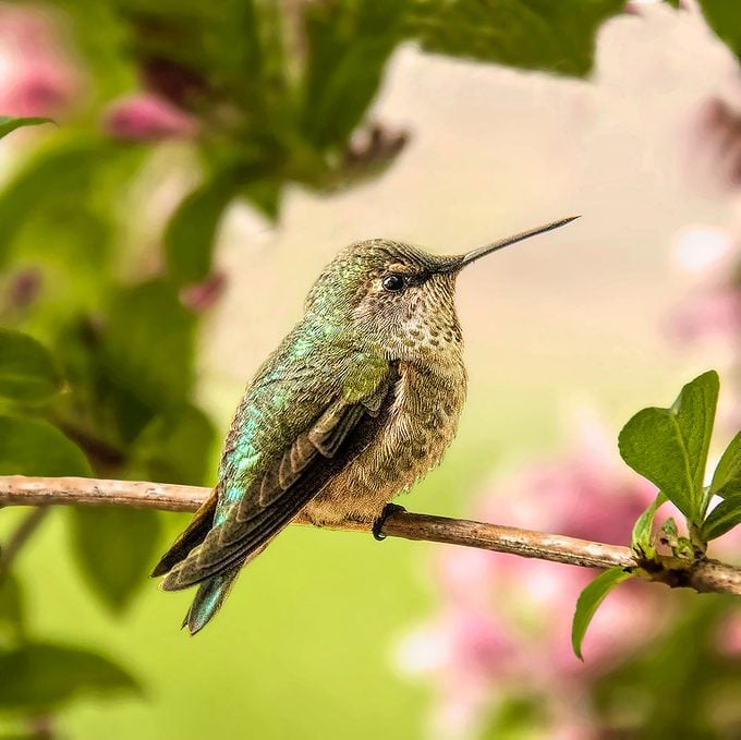 Hummingbird rests inside flowering shrub