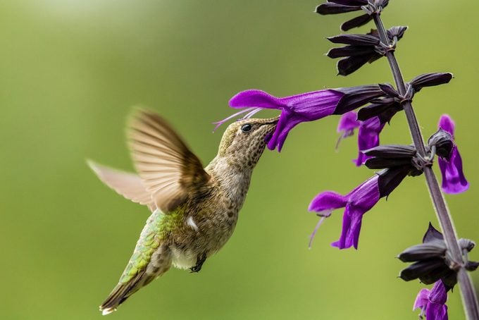 Hummingbird drinks from purple flowers