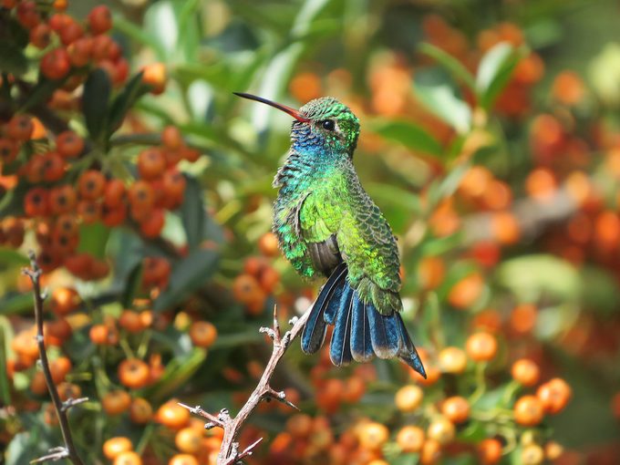 Perching hummingbird