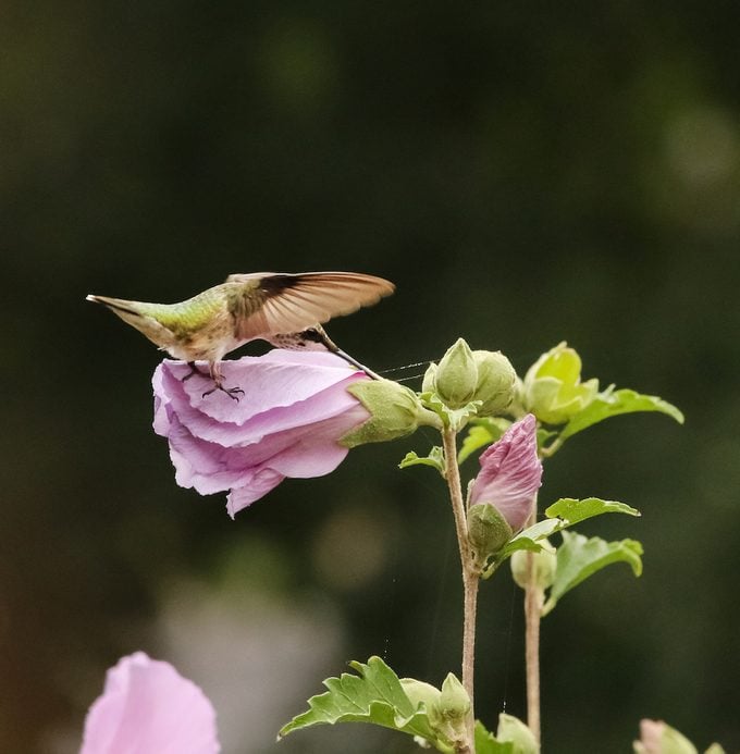 Hummingbird flies near rose of Sharon shrub