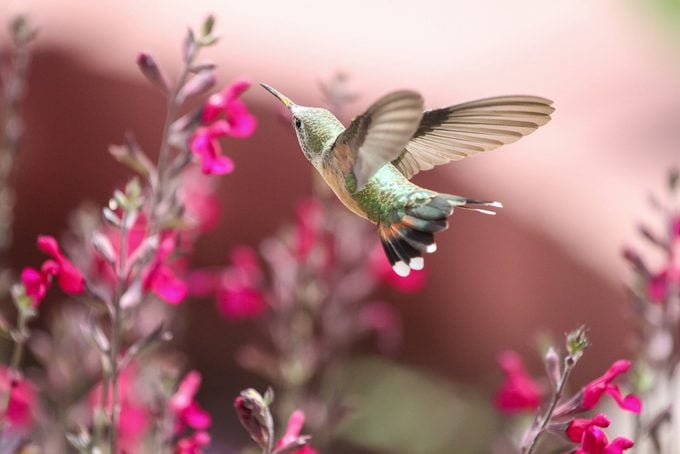 Hummingbird sips nectar from salvia