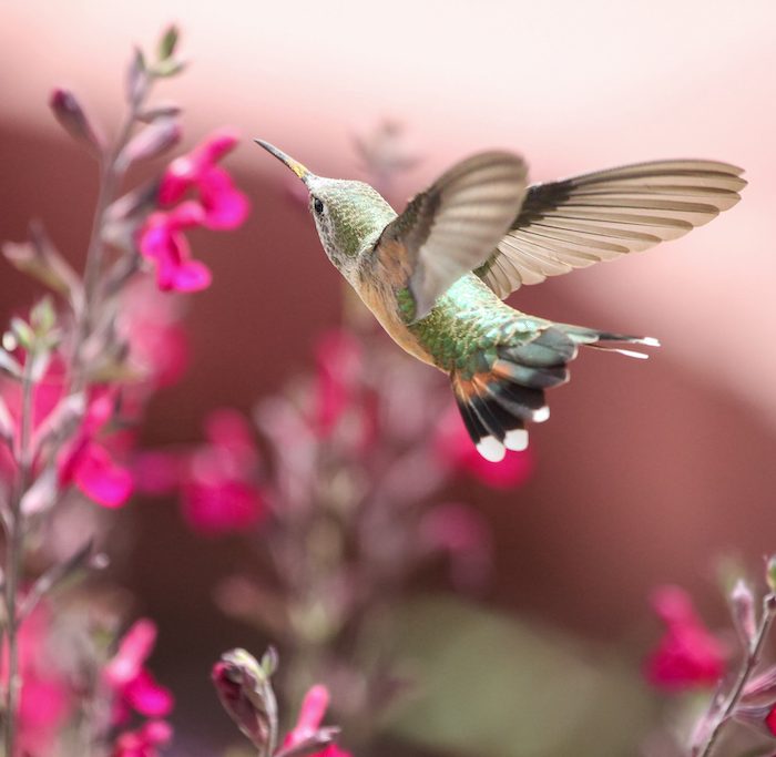 Hummingbird Letter Opener - Arizona Gifts