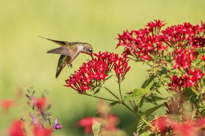 Hummingbird with red flowers