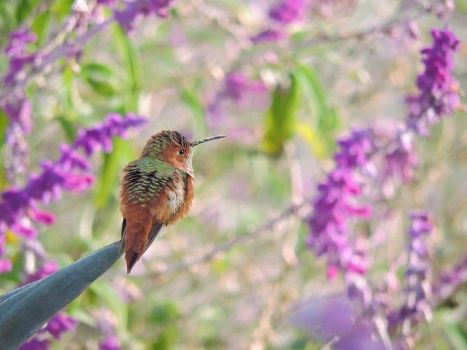 Hummingbird in Balboa Park, San Diego, California